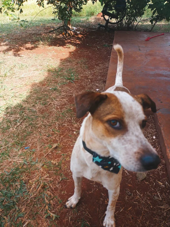 Cachorro ra a SRD-ViraLata idade 3 anos nome Lupin