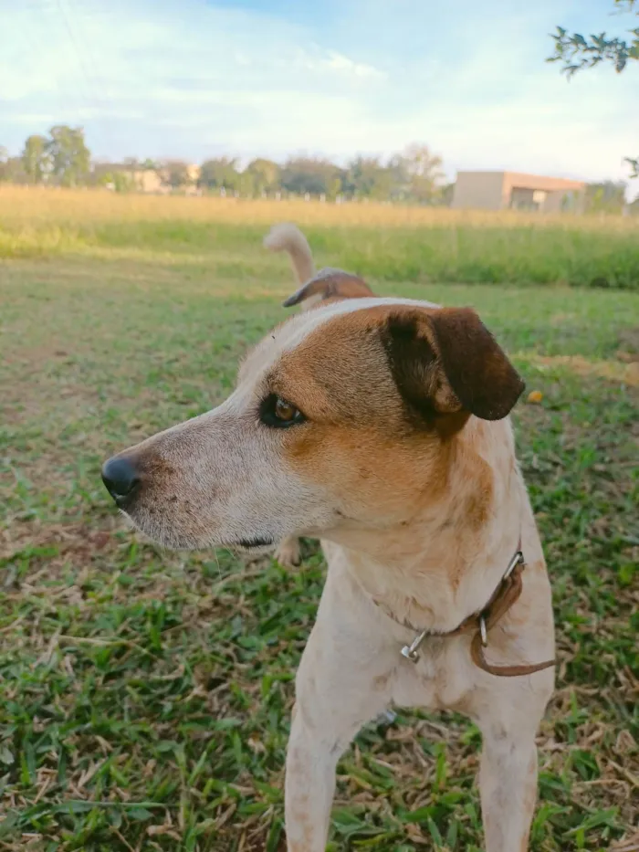 Cachorro ra a SRD-ViraLata idade 3 anos nome Lupin