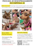 Cachorro raça pinscher idade 5 anos nome GRATIFICA - KÁTIA