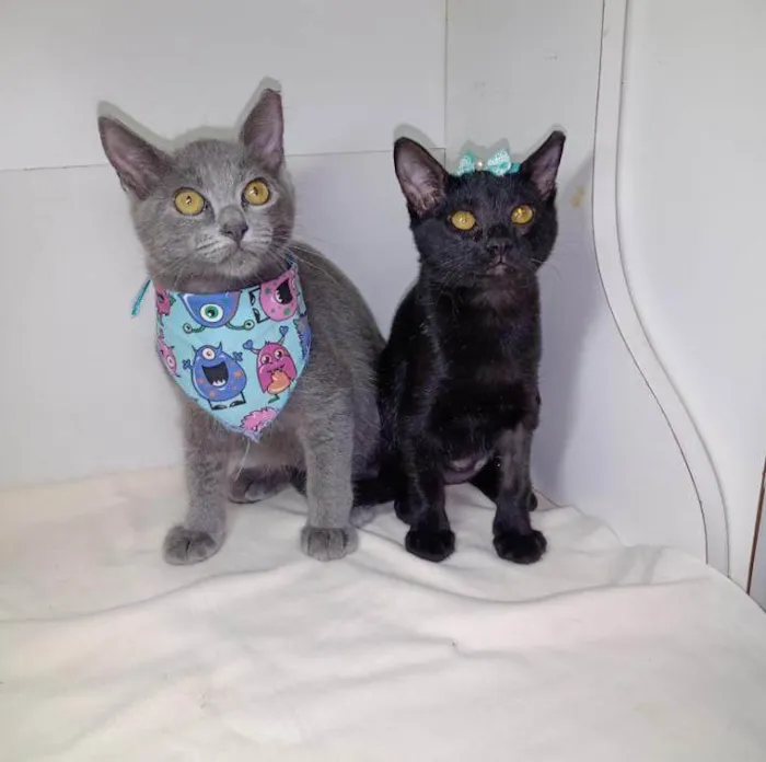 Gato raça Srd idade 2 a 6 meses nome Peter e Sara