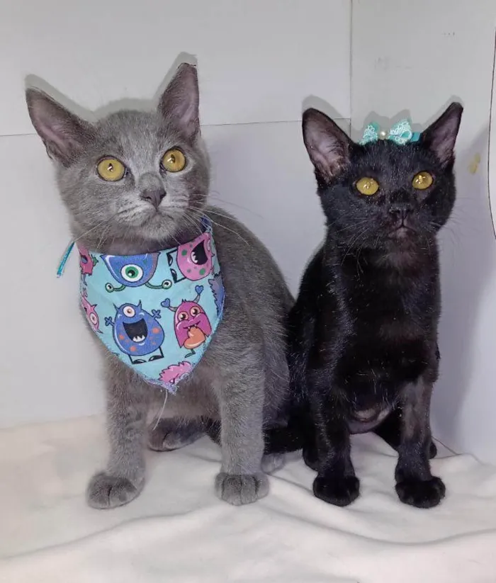 Gato raça Srd idade 2 a 6 meses nome Peter e Sara