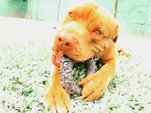 Cachorro raça Pit-Bull idade 2 anos nome Odin