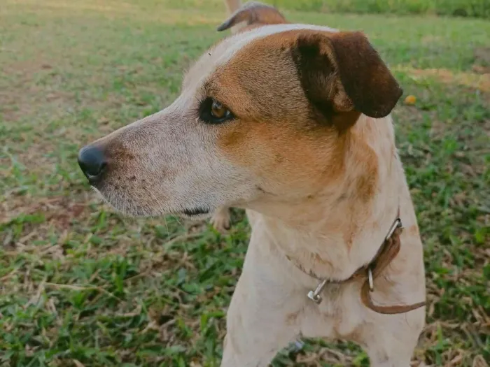 Cachorro ra a SRD-ViraLata idade 3 anos nome Lupin