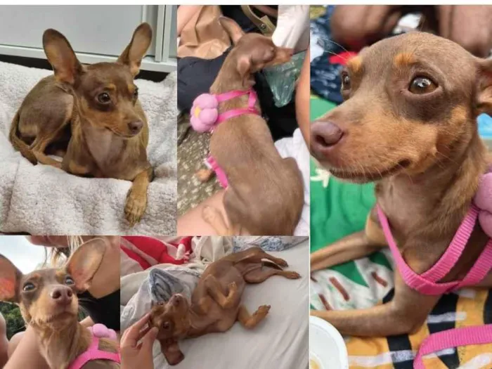 Cachorro raça pinscher idade 5 anos nome GRATIFICA - KÁTIA