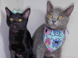Gato raça Srd idade 2 a 6 meses nome Peter e Sara