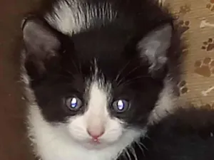 Gato raça  idade Abaixo de 2 meses nome Sem nome