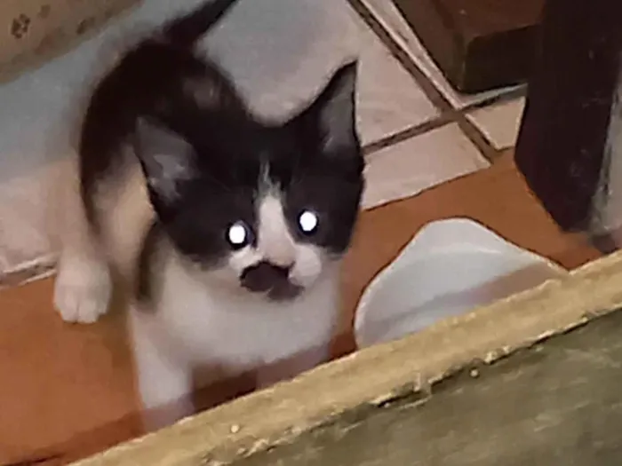 Gato raça  idade Abaixo de 2 meses nome Sem nome 