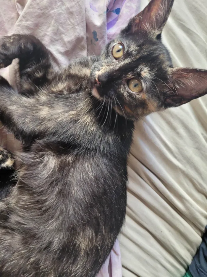 Gato raça SRD-ViraLata idade 2 a 6 meses nome Sem nome