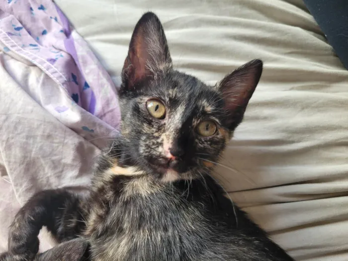 Gato raça SRD-ViraLata idade 2 a 6 meses nome Sem nome