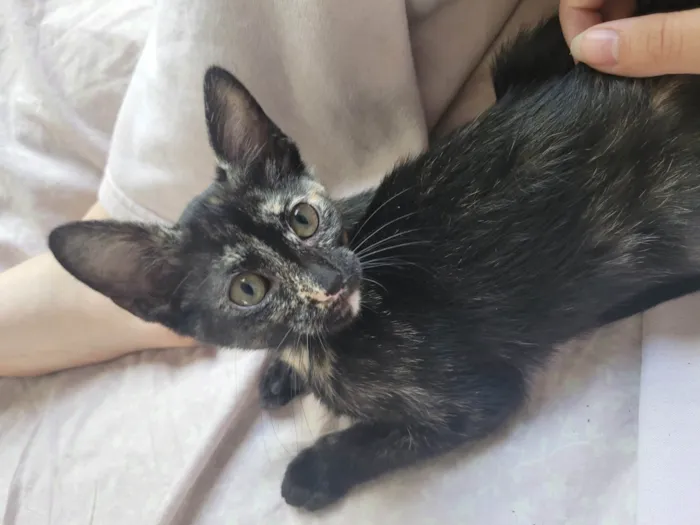 Gato raça SRD-ViraLata idade 2 a 6 meses nome Sem nome