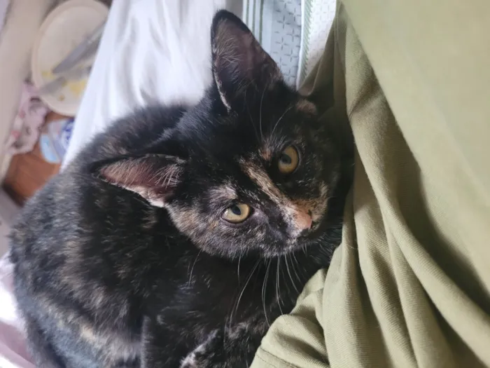 Gato raça SRD-ViraLata idade 2 a 6 meses nome Sem nome