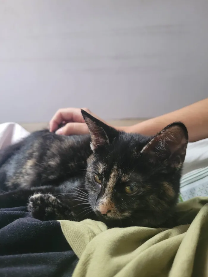 Gato raça SRD-ViraLata idade 2 a 6 meses nome Sem nome