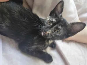 Gato raça SRD-ViraLata idade 2 a 6 meses nome Sem nome
