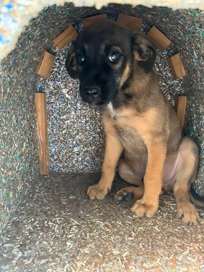 Cachorro raça SRD-ViraLata idade 2 a 6 meses nome Bob