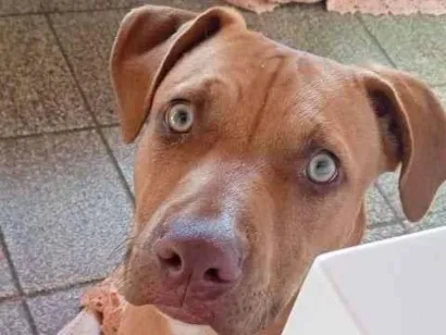 Cachorro raça Pit-Bull idade 7 a 11 meses nome Leo