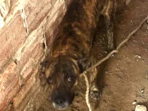 Cachorro raça SRD-ViraLata idade 2 anos nome Toff