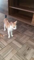 2 gatos Machos