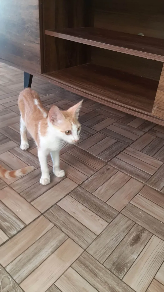 Gato ra a SRD-ViraLata idade 2 a 6 meses nome 2 gatos Machos