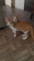2 gatos Machos