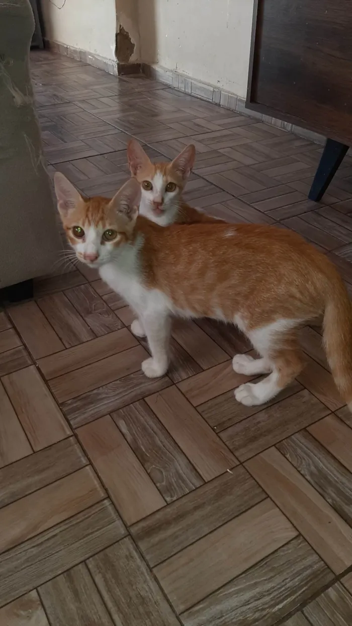 Gato ra a SRD-ViraLata idade 2 a 6 meses nome 2 gatos Machos
