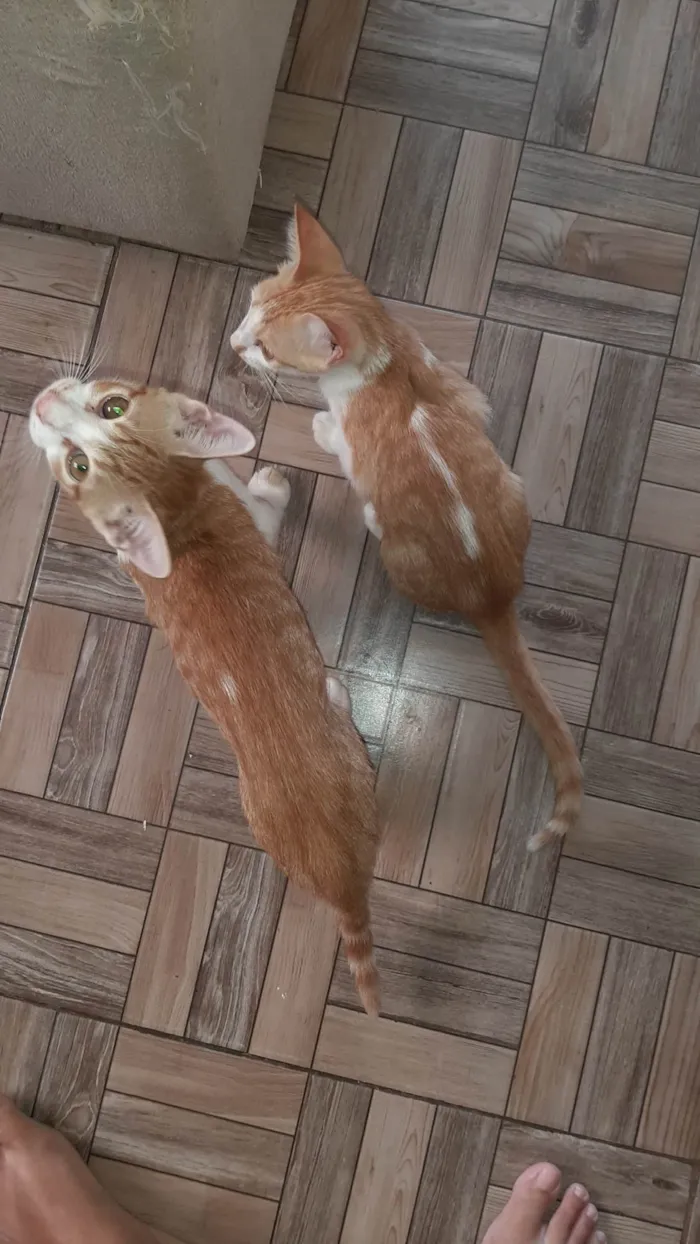 Gato ra a SRD-ViraLata idade 2 a 6 meses nome 2 gatos Machos