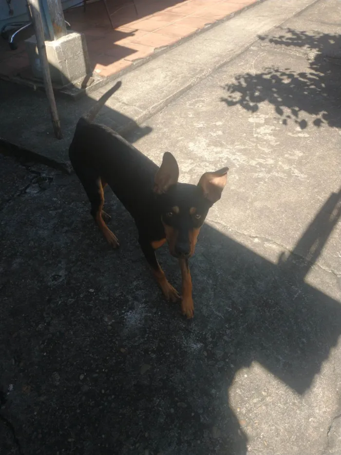 Cachorro ra a SRD-ViraLata idade 7 a 11 meses nome Chocolate 