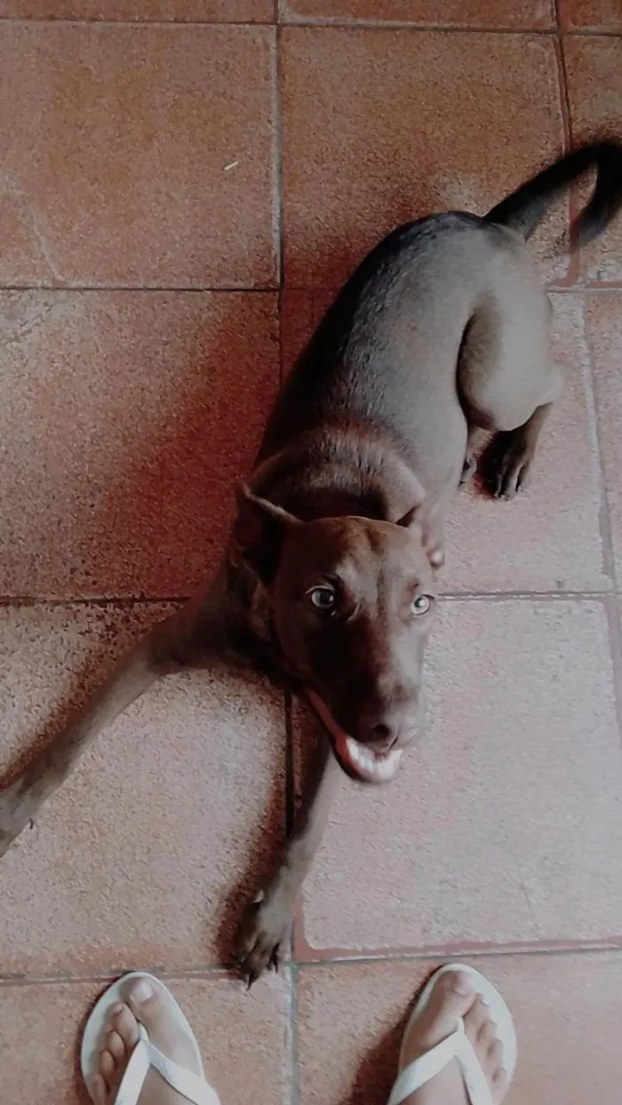 Cachorro ra a Pit-bull  idade 7 a 11 meses nome Laisa