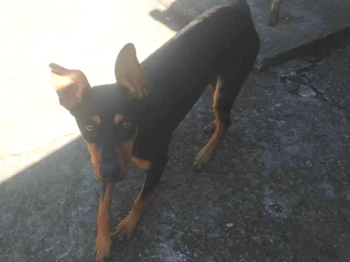 Cachorro ra a SRD-ViraLata idade 7 a 11 meses nome Chocolate 