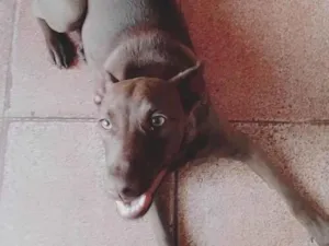 Cachorro raça Pit-bull  idade 7 a 11 meses nome Laisa