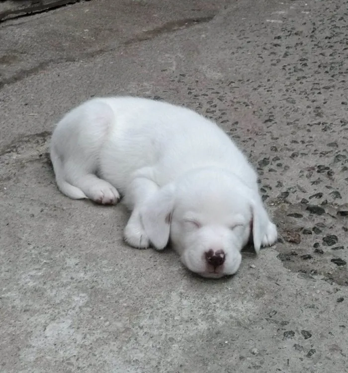 Cachorro ra a SRD-ViraLata idade 2 a 6 meses nome Pudim