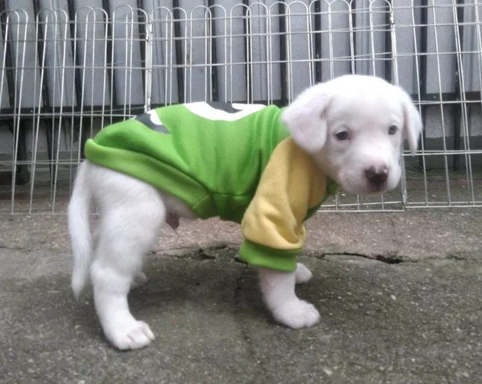 Cachorro ra a SRD-ViraLata idade 2 a 6 meses nome Pudim