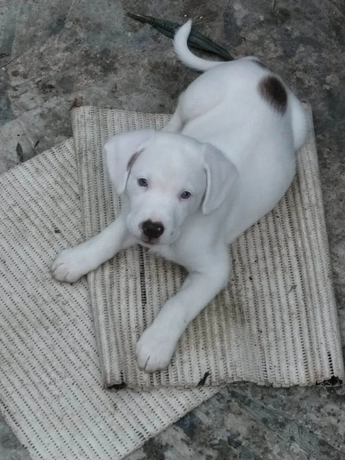 Cachorro ra a SRD-ViraLata idade 2 a 6 meses nome Pudim