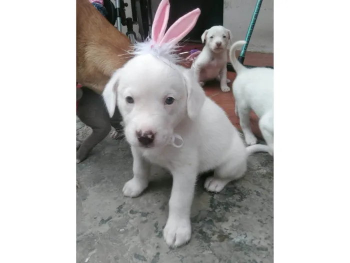 Cachorro ra a SRD-ViraLata idade 2 a 6 meses nome Pudim