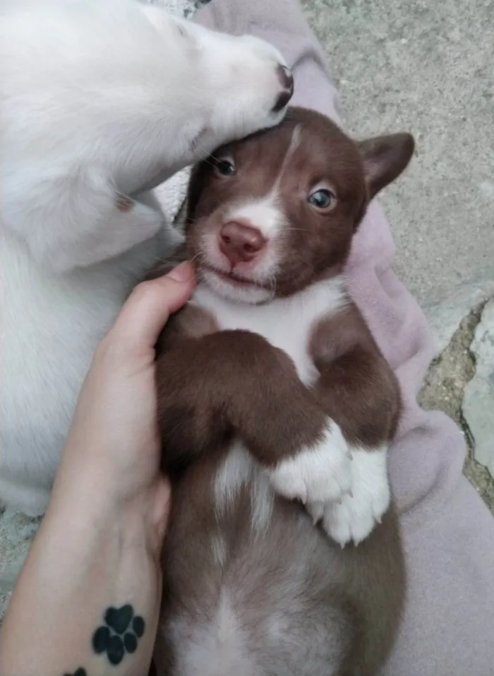 Cachorro ra a SRD-ViraLata idade 2 a 6 meses nome Adolfo