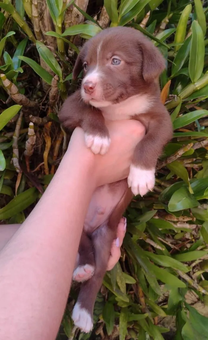 Cachorro ra a SRD-ViraLata idade 2 a 6 meses nome Adolfo