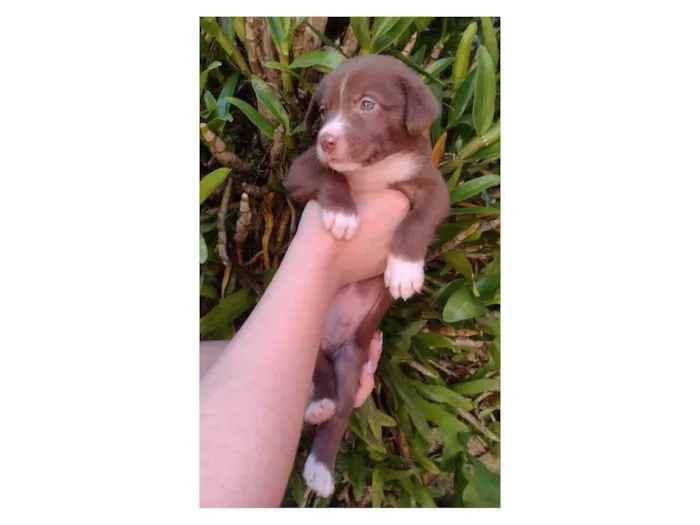 Cachorro ra a SRD-ViraLata idade 2 a 6 meses nome Adolfo