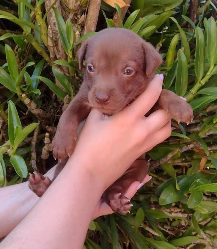 Cachorro ra a SRD-ViraLata idade 2 a 6 meses nome Estevão Ferreira