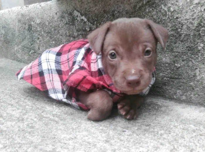 Cachorro ra a SRD-ViraLata idade 2 a 6 meses nome Estevão Ferreira