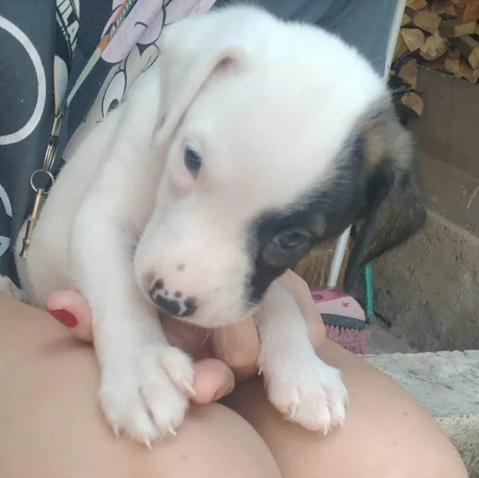 Cachorro ra a SRD-ViraLata idade 2 a 6 meses nome Bento