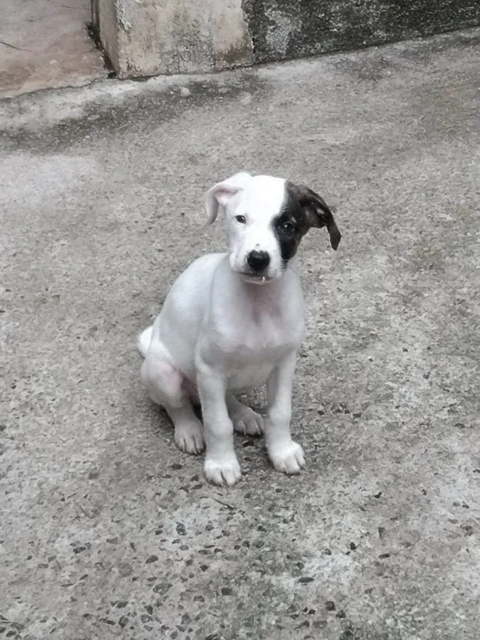 Cachorro ra a SRD-ViraLata idade 2 a 6 meses nome Bento