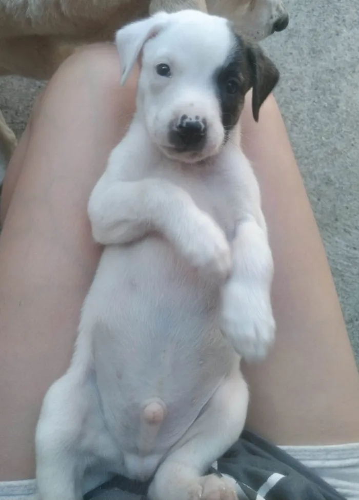 Cachorro ra a SRD-ViraLata idade 2 a 6 meses nome Bento