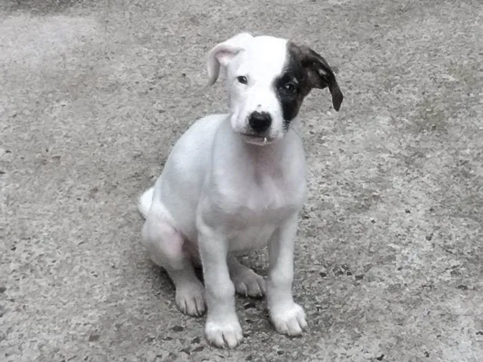 Cachorro ra a SRD-ViraLata idade 2 a 6 meses nome Bento