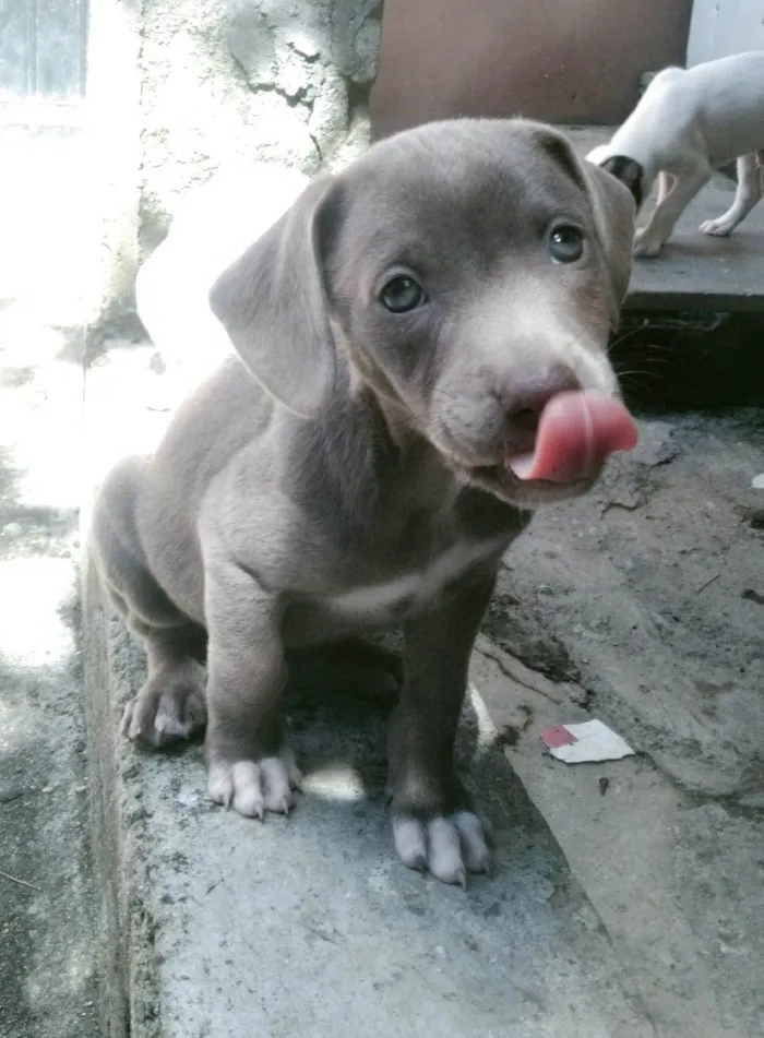 Cachorro ra a SRD-ViraLata idade 2 a 6 meses nome Dorinha