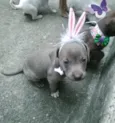 Dorinha