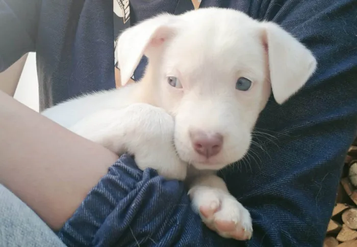 Cachorro ra a SRD-ViraLata idade 2 a 6 meses nome Tifany