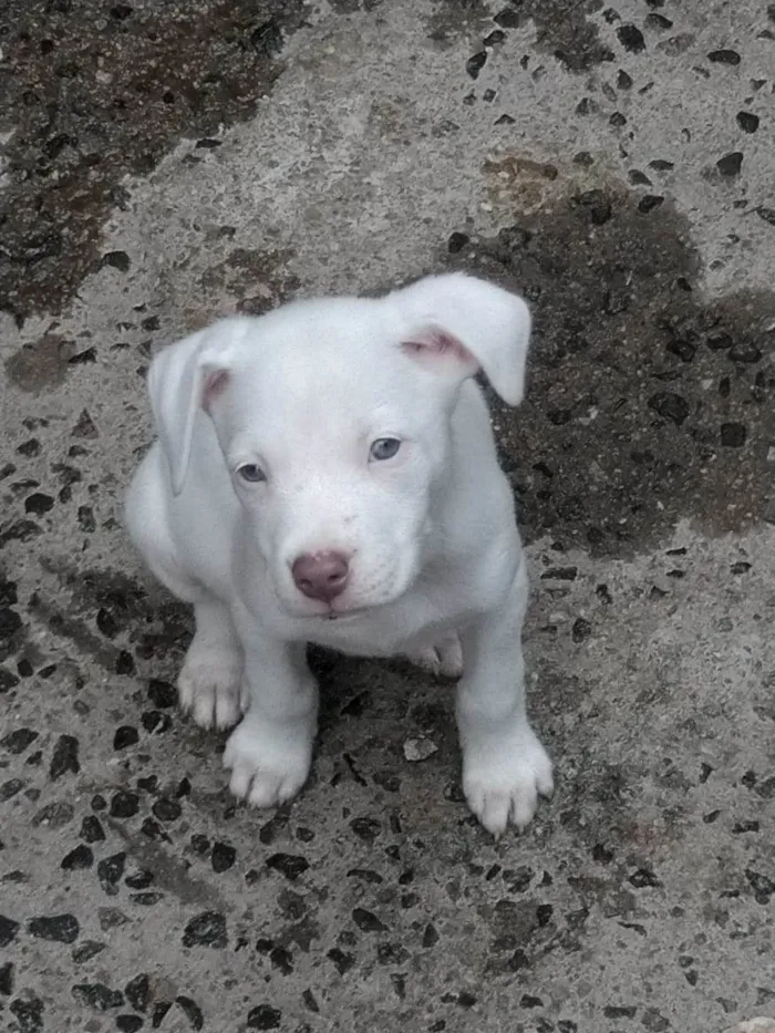 Cachorro ra a SRD-ViraLata idade 2 a 6 meses nome Tifany