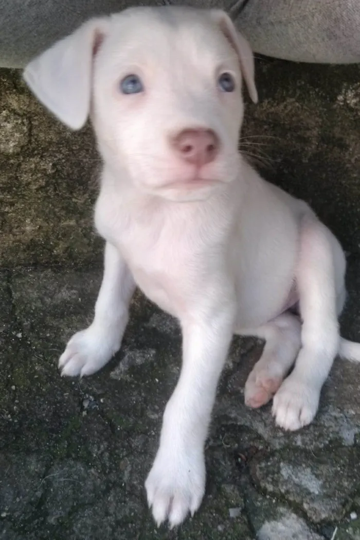 Cachorro ra a SRD-ViraLata idade 2 a 6 meses nome Tifany