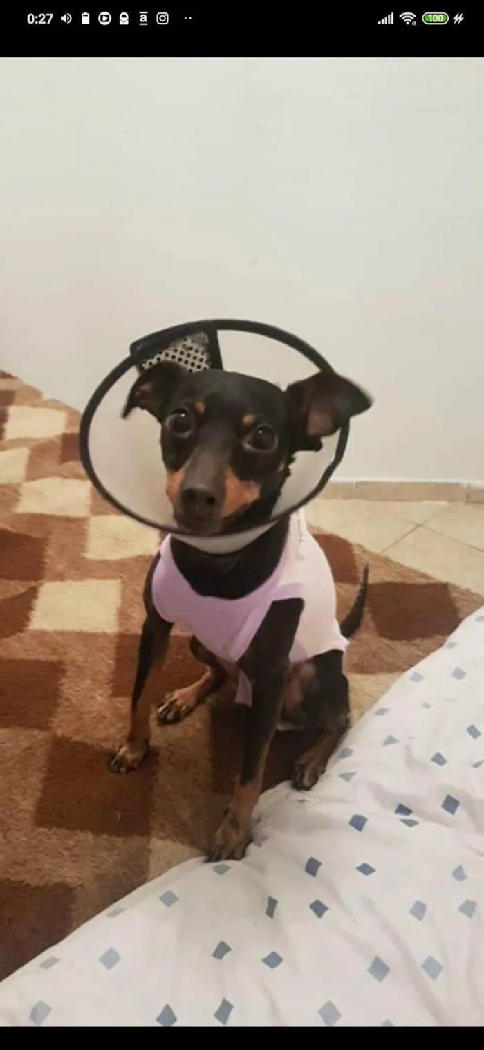 Cachorro ra a SRD-ViraLata idade 6 ou mais anos nome Amendoim