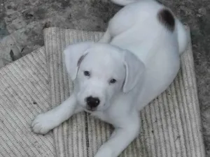 Cachorro raça SRD-ViraLata idade 2 a 6 meses nome Pudim