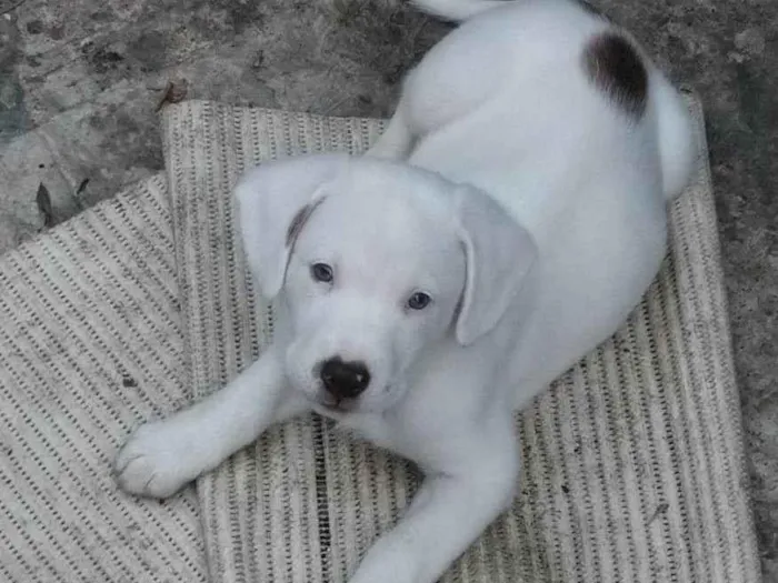Cachorro ra a SRD-ViraLata idade 2 a 6 meses nome Pudim